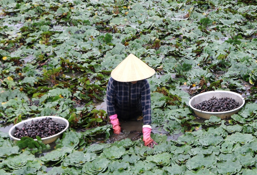 Thứ cây này trồng ở An Giang xuất xứ Đài Loan, tối ngày bơi dưới ao, ra quả gọi là củ, dân bán có tiền- Ảnh 1.