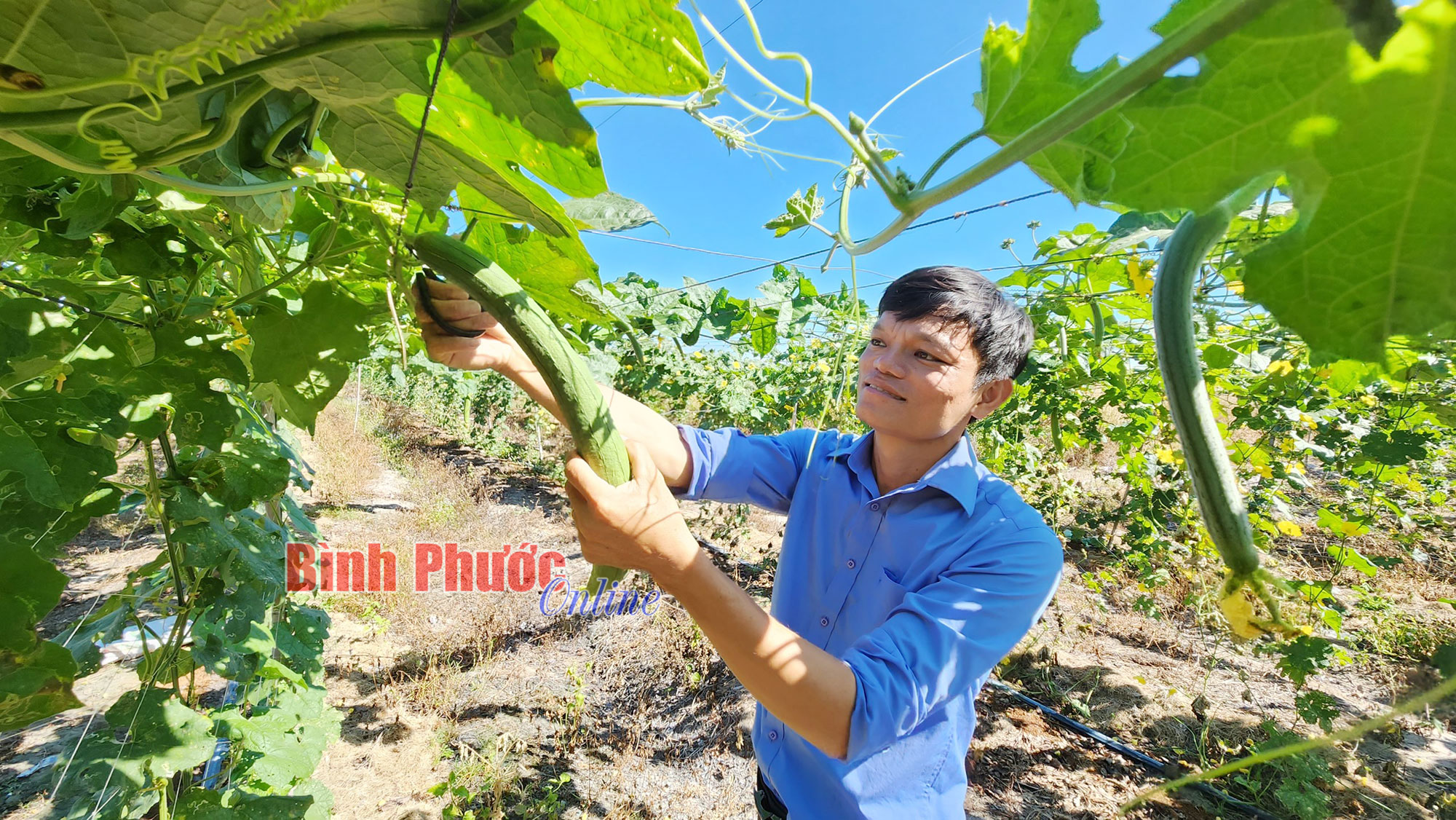 Trồng loài mướp trâu, lúc đắt bán quả tươi, lúc rẻ để quả khô bán xơ, anh nông dân Bình Phước thu 300 triệu- Ảnh 1. Trồng loài mướp trâu, lúc đắt bán quả tươi, lúc rẻ để quả khô bán xơ, anh nông dân Bình Phước thu 300 triệu- Ảnh 1.