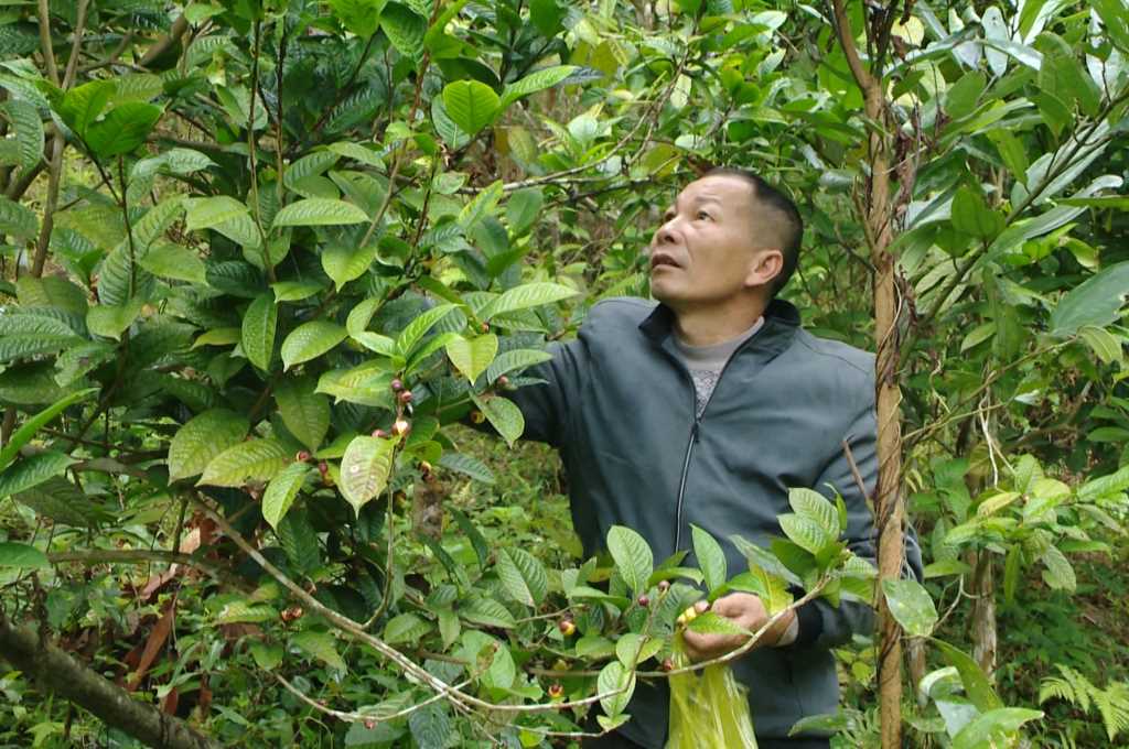 Trồng cây đặc sản ra hoa bán đắt như vàng, ở một huyện của Quảng Ninh, nhà nào trồng đều khá giả- Ảnh 1.