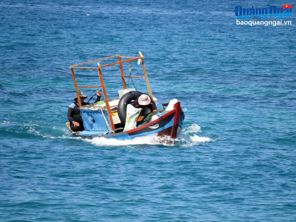 Vì sao loài cá biển ở Quảng Ngãi do dân câu bủa lại bán được giá cao hơn so với cách đánh bắt khác?- Ảnh 1. Vì sao loài cá biển ở Quảng Ngãi do dân câu bủa lại bán được giá cao hơn so với cách đánh bắt khác?- Ảnh 1.