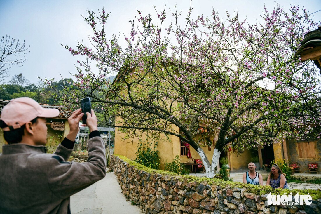 Du khách nước ngoài cũng mê đắm cây hoa đào ở Lô Lô Chải