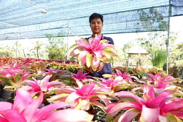Chàng trai gác bằng kỹ sư xây dựng, trồng dứa màu Nam Mỹ- Ảnh 1. Chàng trai gác bằng kỹ sư xây dựng, trồng dứa màu Nam Mỹ- Ảnh 1.