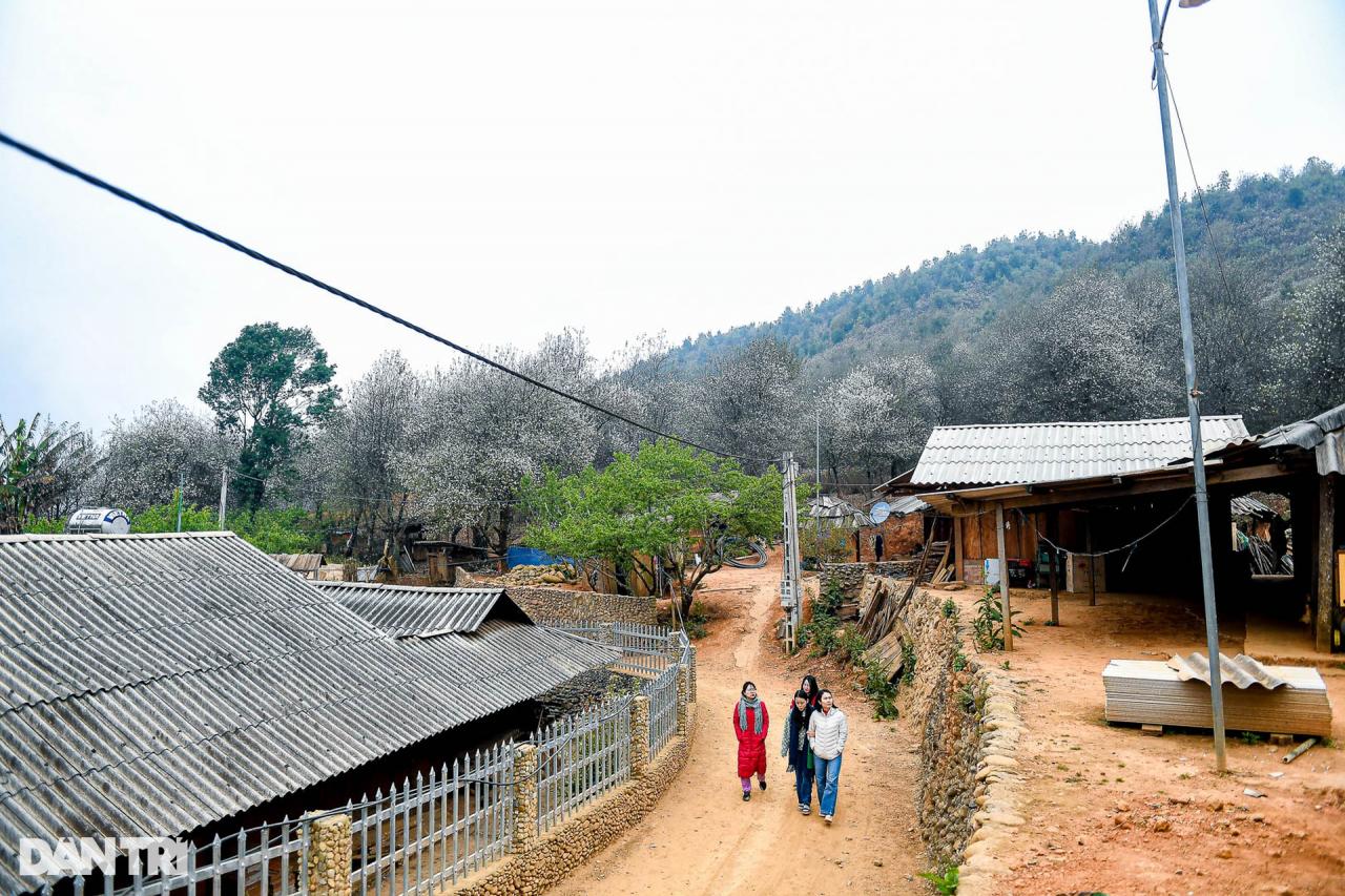 Vẻ đẹp như cổ tích của rừng hoa sơn tra cổ thụ lớn nhất Việt Nam - 3 - Vietnam.vn Vẻ đẹp như cổ tích của rừng hoa sơn tra cổ thụ lớn nhất Việt Nam - 3