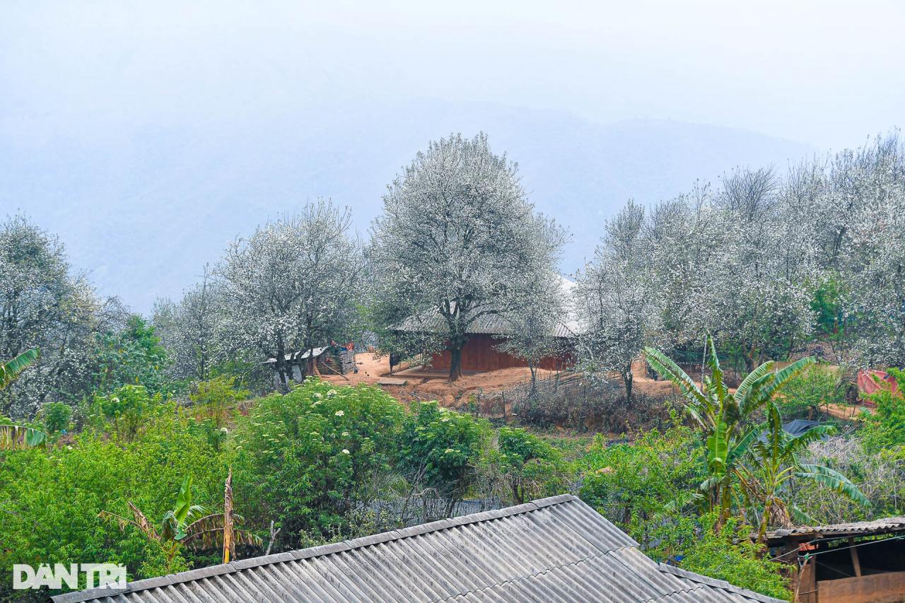 Vẻ đẹp như cổ tích của rừng hoa sơn tra cổ thụ lớn nhất Việt Nam - 5 - Vietnam.vn Vẻ đẹp như cổ tích của rừng hoa sơn tra cổ thụ lớn nhất Việt Nam - 5