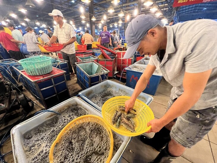 Tôm Việt Nam xuất khẩu đang được chuộng ở Nhật Bản - Ảnh: THẢO THƯƠNG