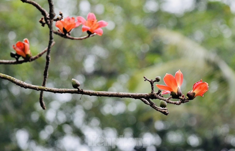 Cây gạo cổ thụ nở hoa đỏ rực trong ngôi chùa nghìn năm tuổi ở Hà Nội ảnh 5