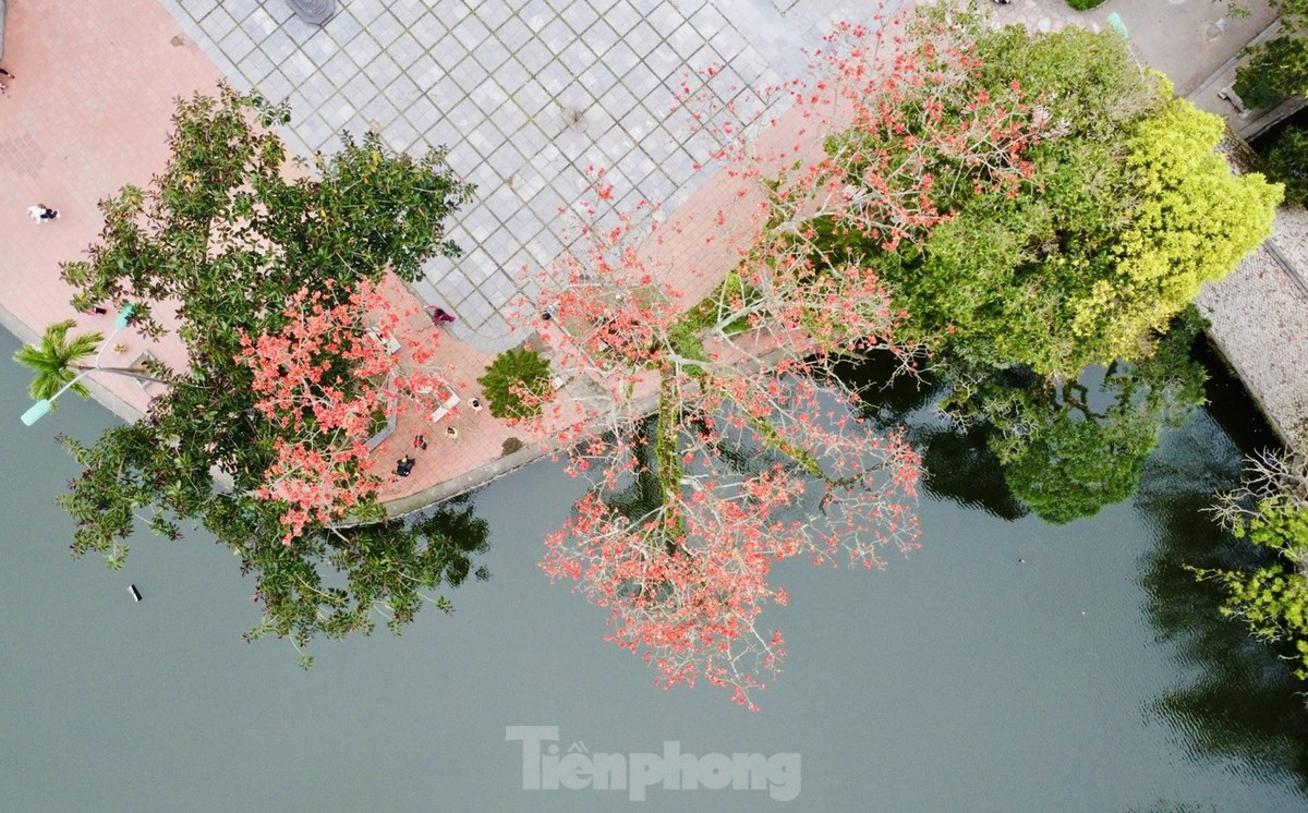Cây gạo cổ thụ nở hoa đỏ rực trong ngôi chùa nghìn năm tuổi ở Hà Nội ảnh 10