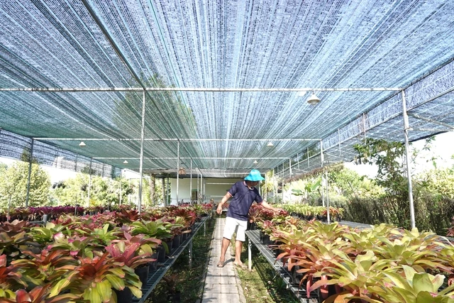 Chàng trai gác bằng kỹ sư xây dựng, trồng dứa màu Nam Mỹ- Ảnh 2. Chàng trai gác bằng kỹ sư xây dựng, trồng dứa màu Nam Mỹ- Ảnh 2.