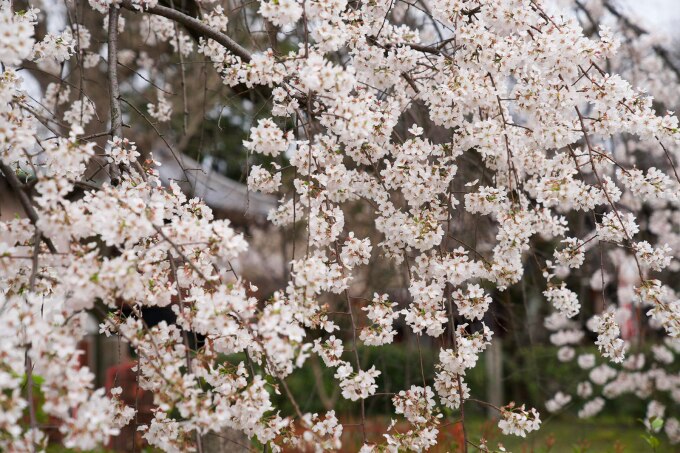 Hoa anh đào đầu mùa ở Kyoto. Ảnh: Thu Trần