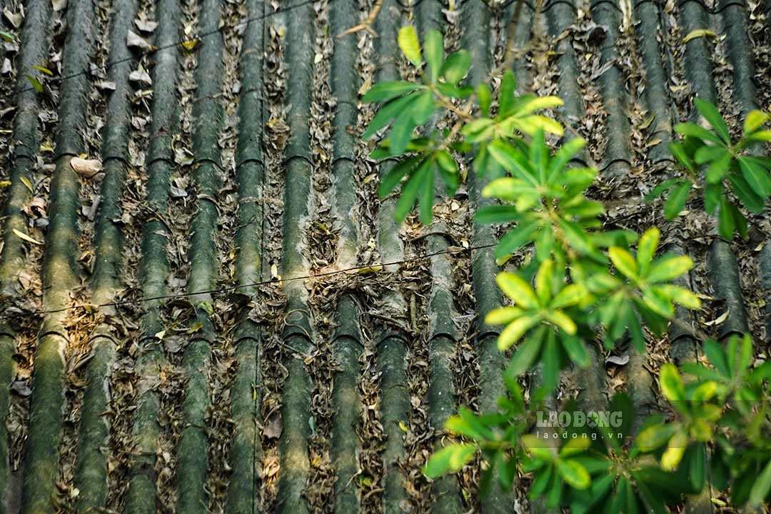 Cảnh hoang tàn, lá khô, cỏ dại bao phủ tại Hãng phim truyện Việt Nam- Ảnh 8. Cảnh hoang tàn, lá khô, cỏ dại bao phủ tại Hãng phim truyện Việt Nam- Ảnh 8.