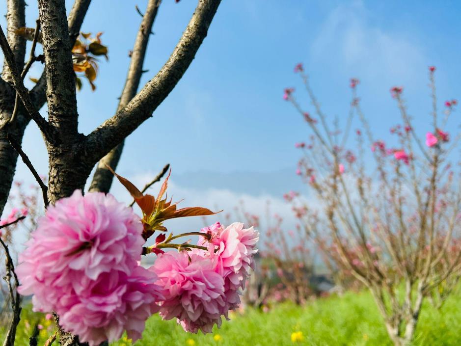 Dân tình đổ rần rần về Fansipan vì những loài hoa “đặc biệt” này - Ảnh 4. Dân tình đổ rần rần về Fansipan vì những loài hoa “đặc biệt” này - Ảnh 4.