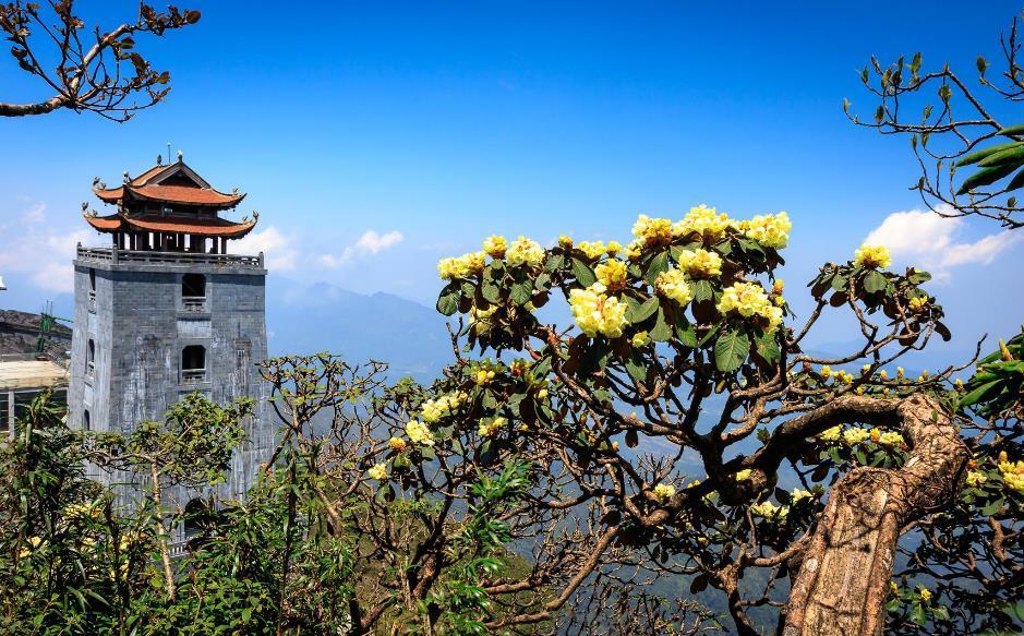 Dân tình đổ rần rần về Fansipan vì những loài hoa “đặc biệt” này - Ảnh 6. Dân tình đổ rần rần về Fansipan vì những loài hoa “đặc biệt” này - Ảnh 6.