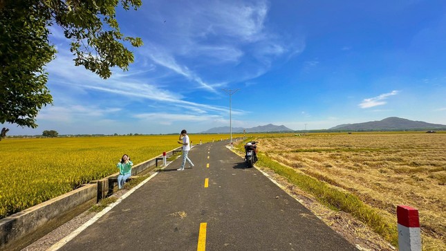 Con đường giữa cánh đồng vàng ruộm ở Vũng Tàu, đẹp như phim hoạt hình Nhật Bản ảnh 2