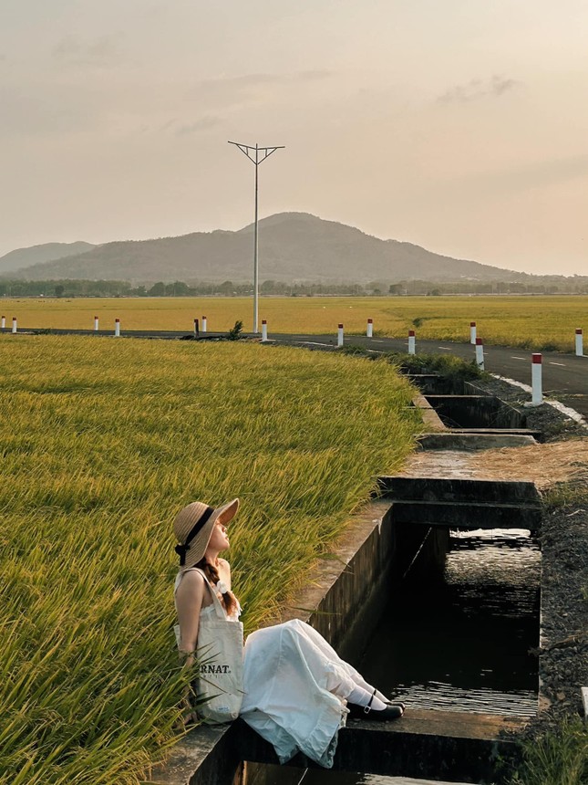 Con đường giữa cánh đồng vàng ruộm ở Vũng Tàu, đẹp như phim hoạt hình Nhật Bản ảnh 5