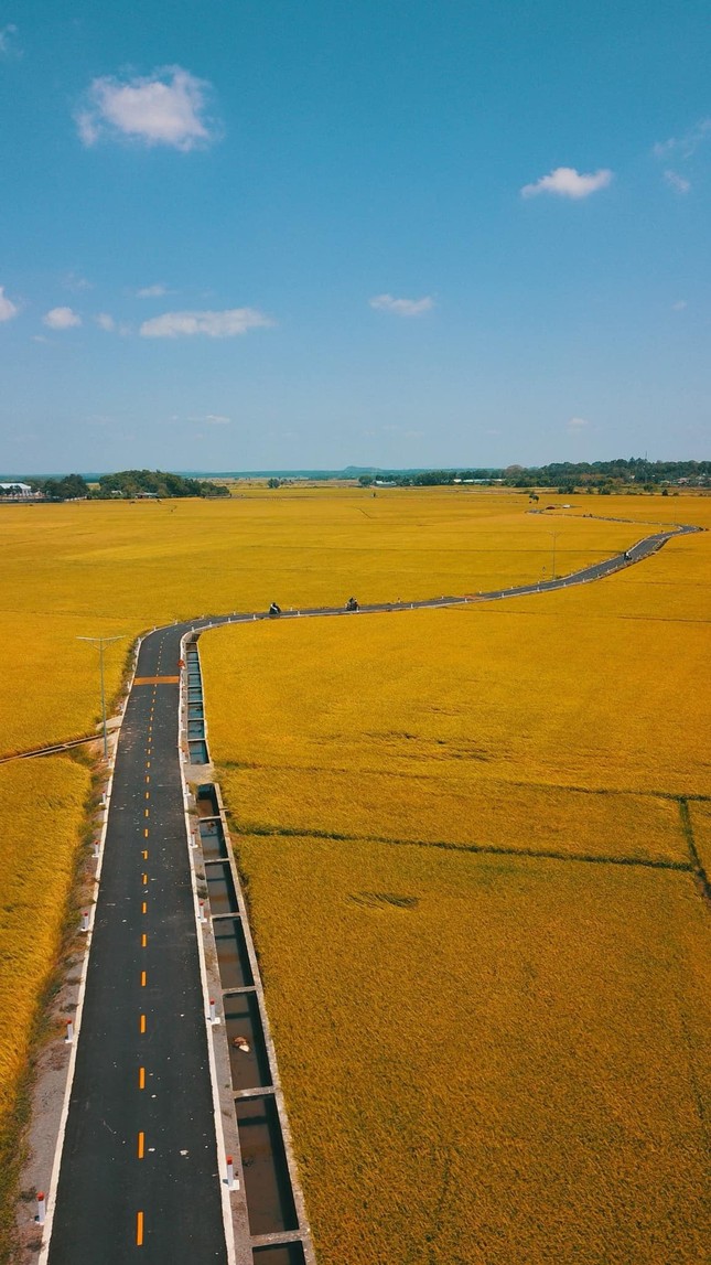 Con đường giữa cánh đồng vàng ruộm ở Vũng Tàu, đẹp như phim hoạt hình Nhật Bản ảnh 4