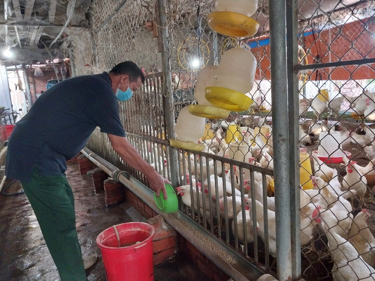 Nuôi lươn không bùn, gà Ai Cập, nhiều nông dân giỏi một xã ở Bà Rịa – Vũng Tàu là triệu phú- Ảnh 2. Nuôi lươn không bùn, gà Ai Cập, nhiều nông dân giỏi một xã ở Bà Rịa – Vũng Tàu là triệu phú- Ảnh 2.