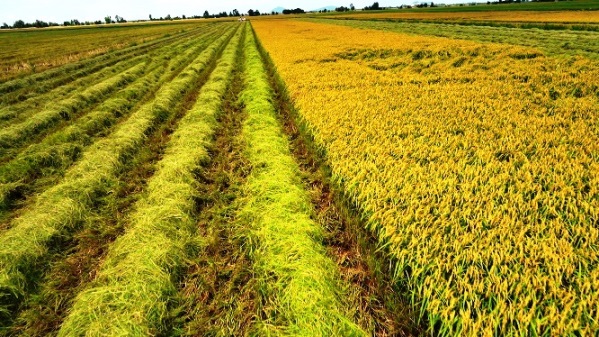 Xuất khẩu gạo của Việt Nam đang thuận lợi do nguồn cung dồi dào. Ảnh: Tân Long