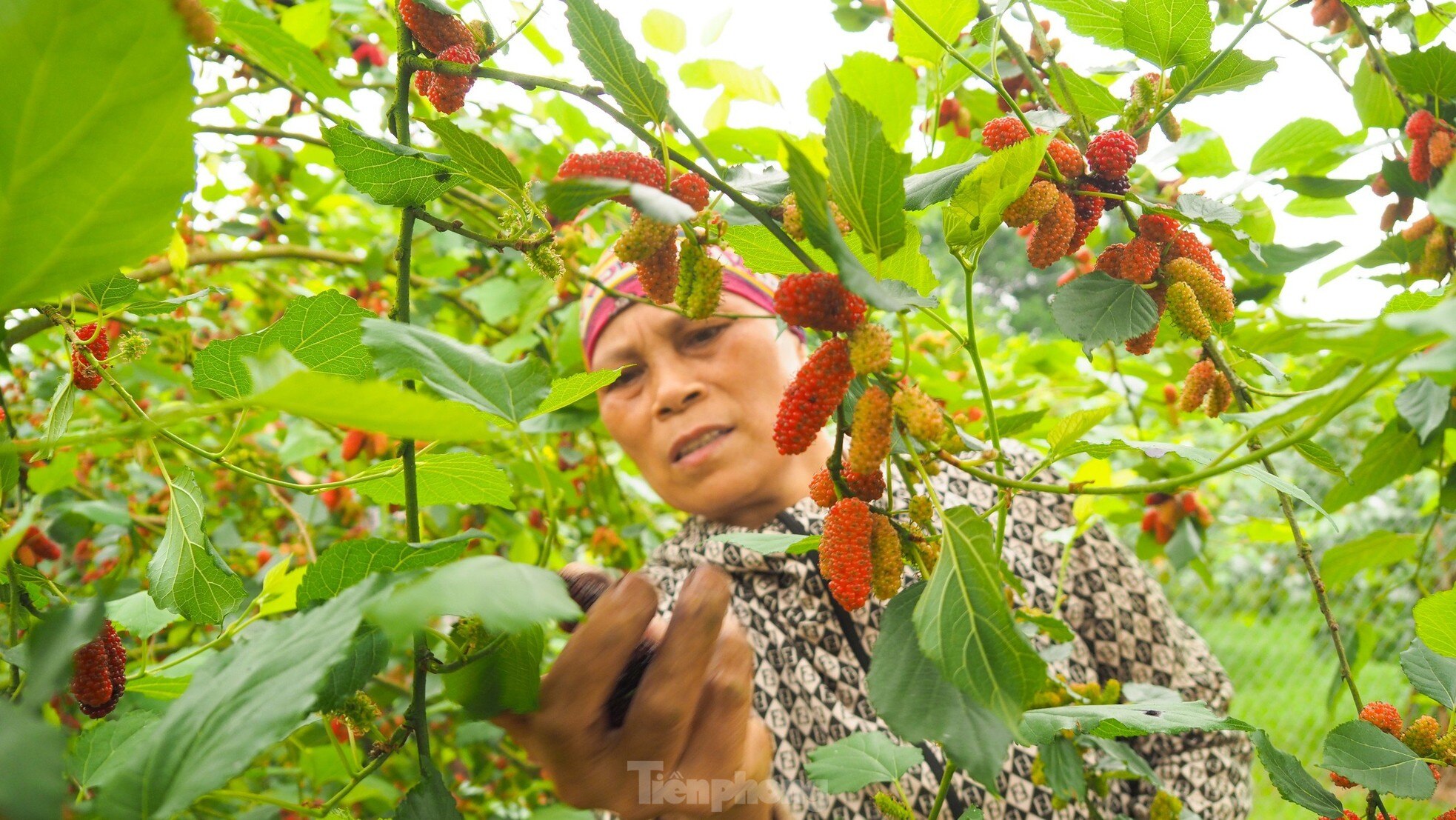 Dâu tằm vào mùa thu hoạch, chín đỏ vùng ven ngoại thành Hà Nội ảnh 3