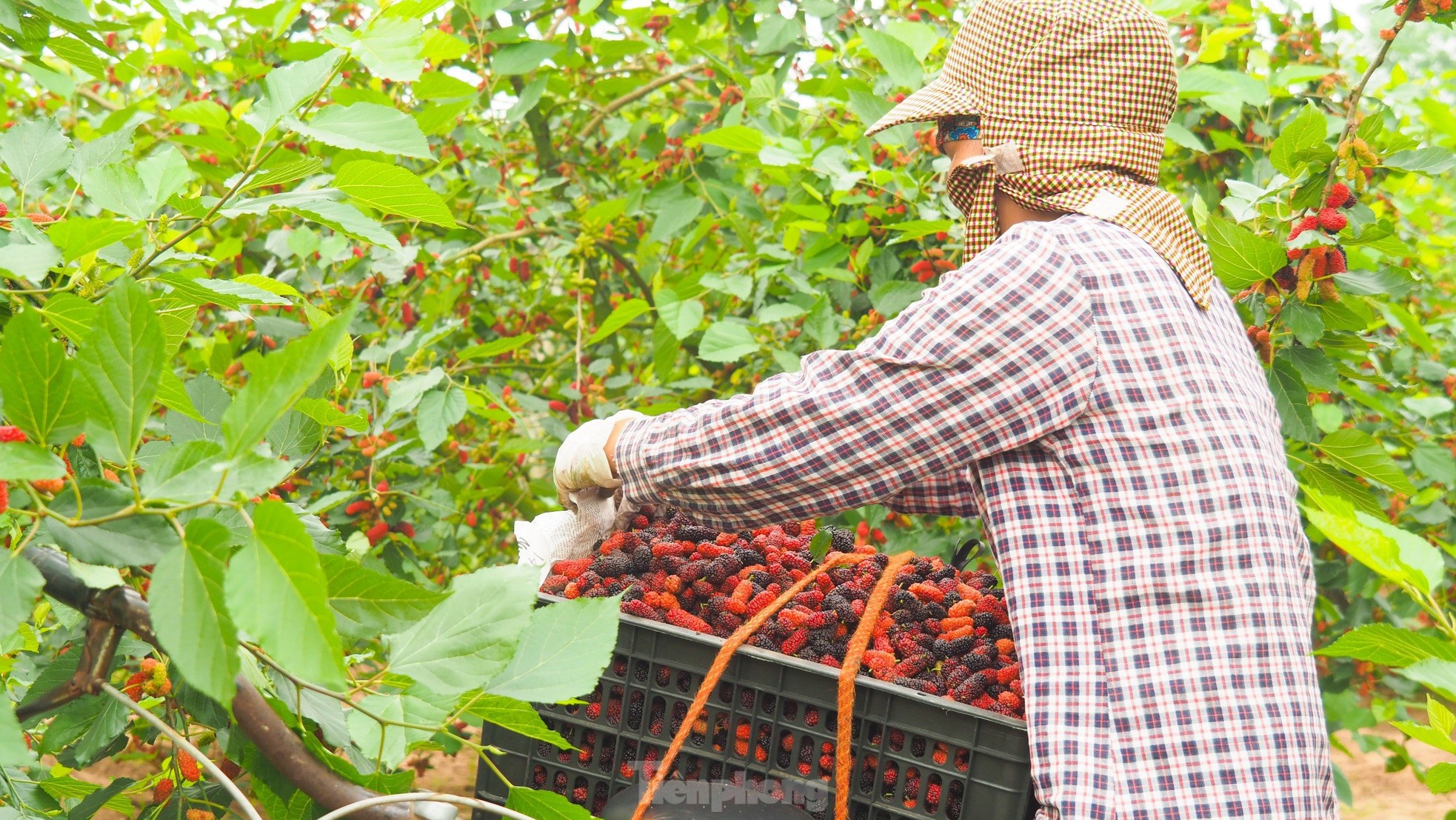 Dâu tằm vào mùa thu hoạch, chín đỏ vùng ven ngoại thành Hà Nội ảnh 5