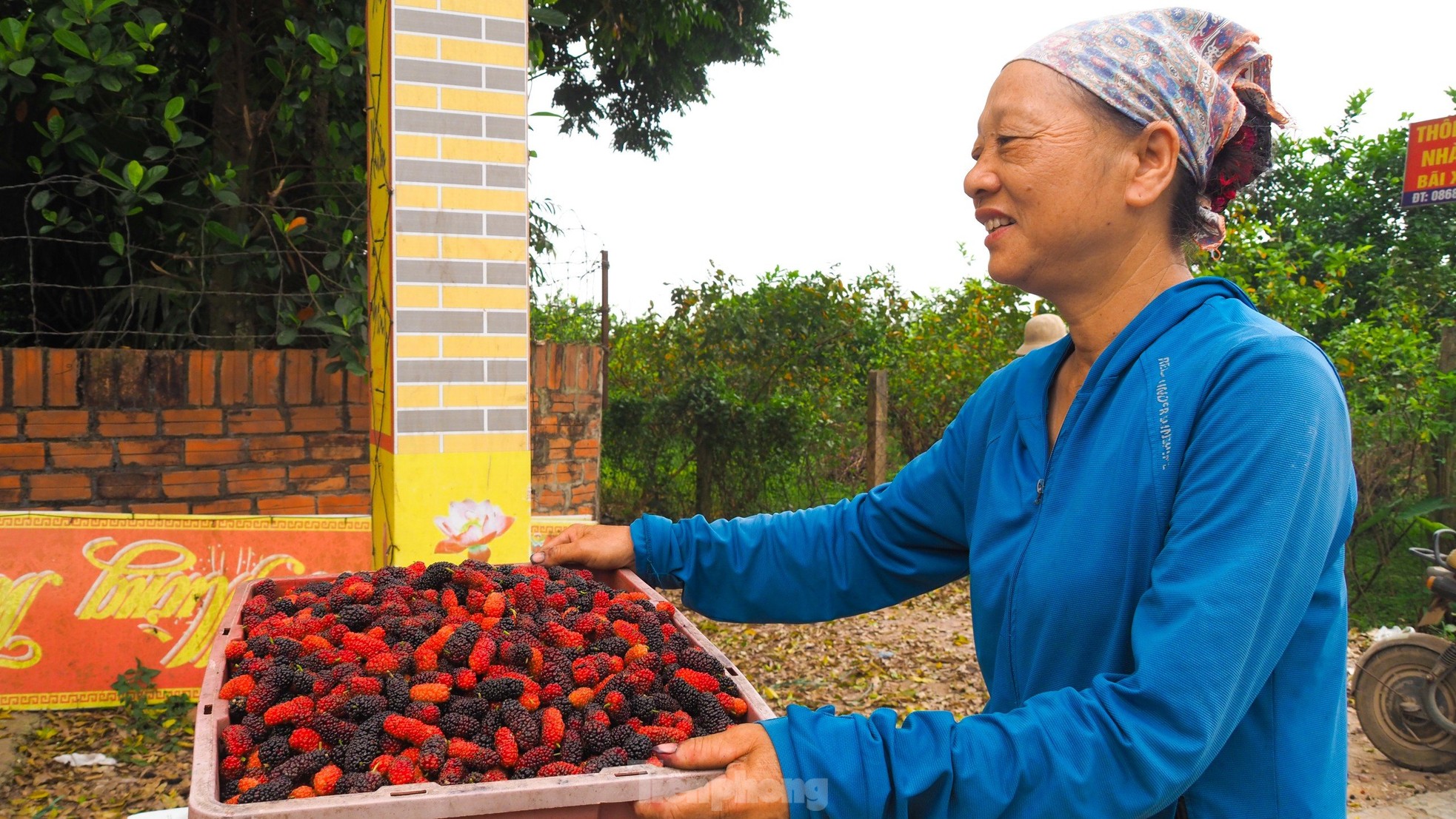 Dâu tằm vào mùa thu hoạch, chín đỏ vùng ven ngoại thành Hà Nội ảnh 13