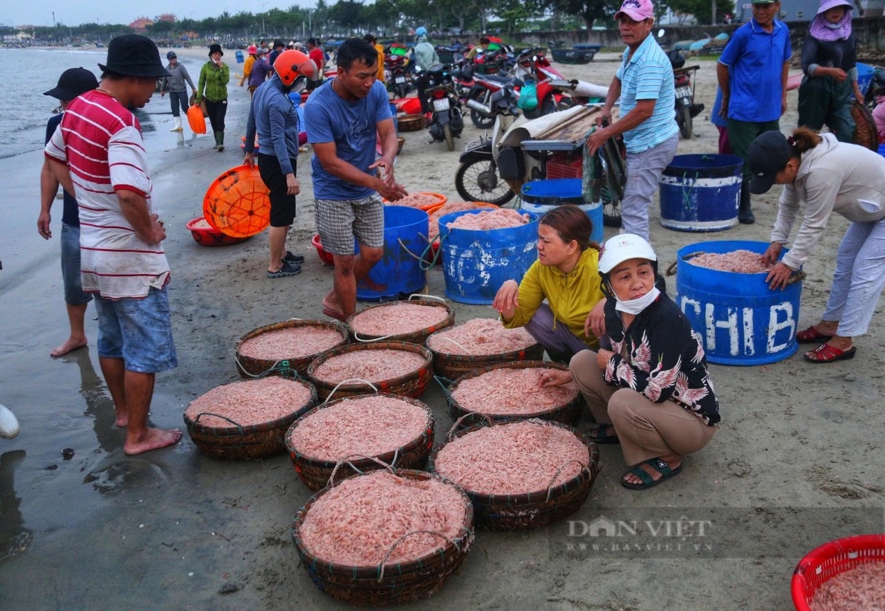 Trúng cả tấn ruốc biển, ngư dân Đà Nẵng thu tiền triệu mỗi ngày- Ảnh 4.