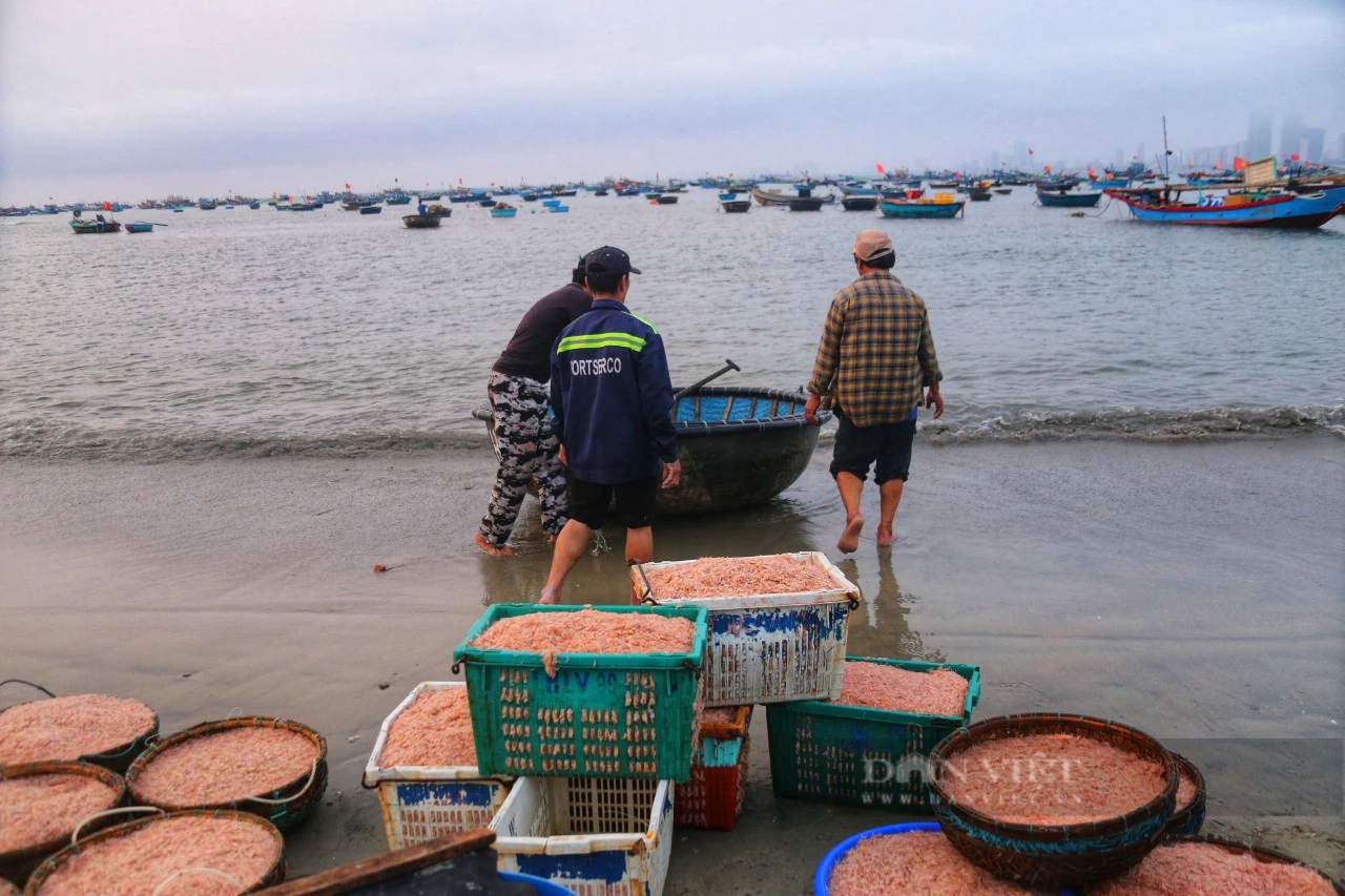 Trúng cả tấn ruốc biển, ngư dân Đà Nẵng thu tiền triệu mỗi ngày- Ảnh 11. Trúng cả tấn ruốc biển, ngư dân Đà Nẵng thu tiền triệu mỗi ngày- Ảnh 11.