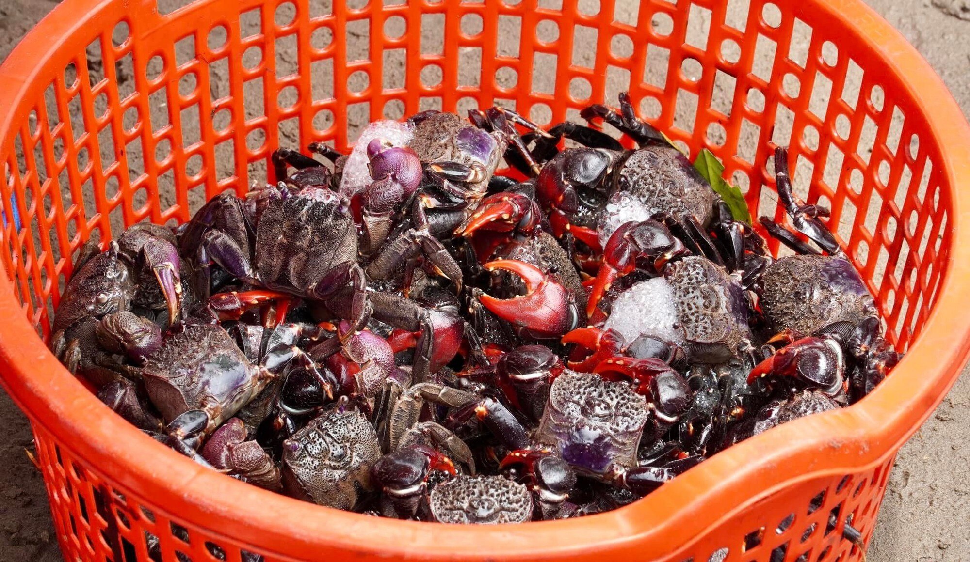 Chợ biển ở một huyện của Bến Tre họp ngay mép sóng, mua bán la liệt tôm, cua, cá, ốc ngon, lạ mắt- Ảnh 10.