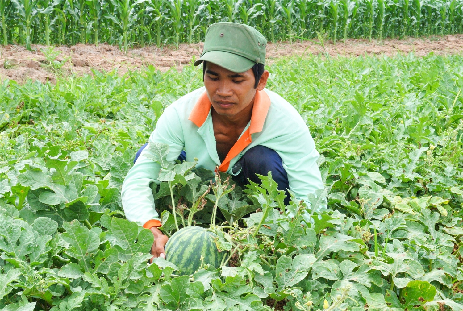Nông dân Lâm Suôl ở ấp Sóc Xoài, xã Phú Mỹ đã chủ động vận dụng kiến thức khoa học – kỹ thuật vào sản xuất, thực hiện mô hình trồng màu chuyên canh từng bước nâng cao thu nhập, cải thiện đời sống. Nông dân Lâm Suôl ở ấp Sóc Xoài, xã Phú Mỹ đã chủ động vận dụng kiến thức khoa học – kỹ thuật vào sản xuất, thực hiện mô hình trồng màu chuyên canh từng bước nâng cao thu nhập, cải thiện đời sống.
