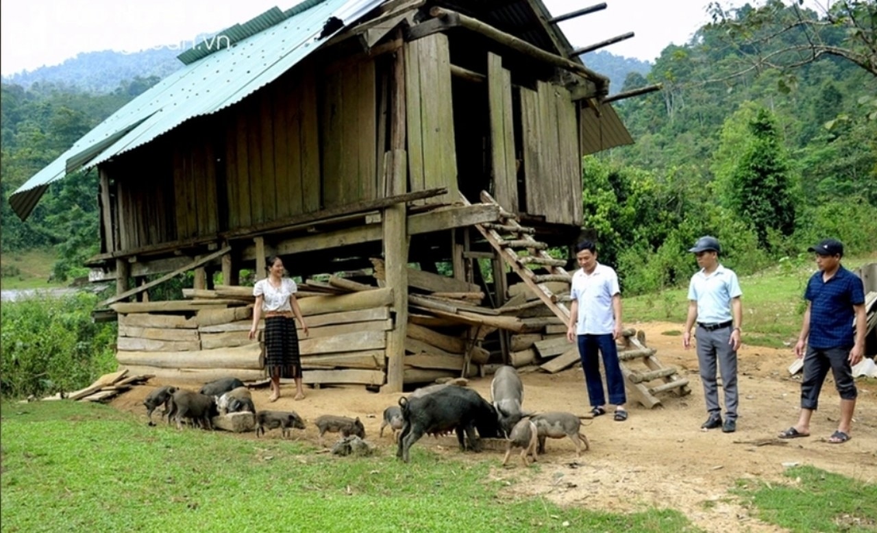 Người dân xã Nậm Giải, huyện Quế Phong nuôi lợn đen cho hiệu quả kinh tế cao