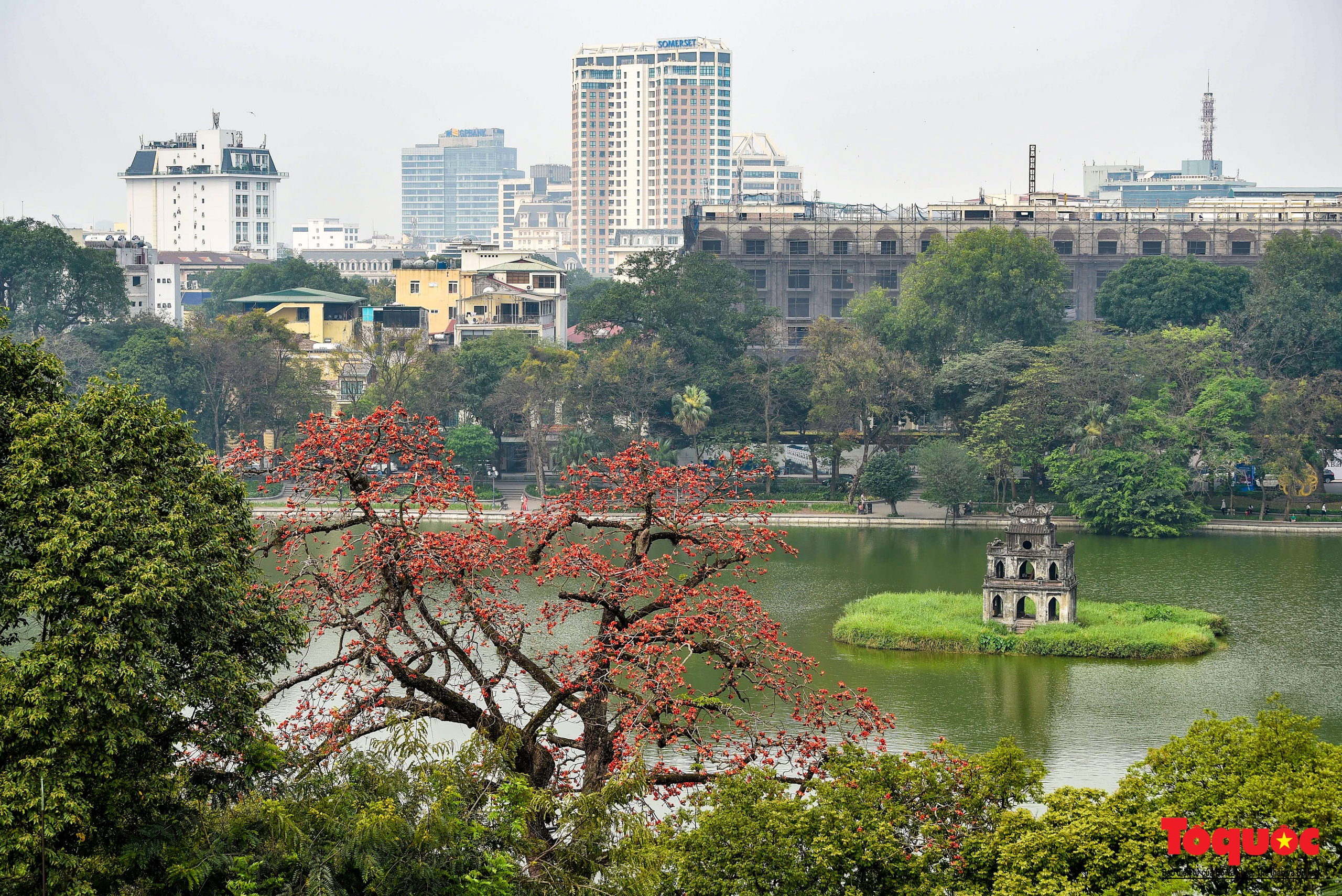 Mùa hoa gạo trong phố - Ảnh 3. Mùa hoa gạo trong phố - Ảnh 3.