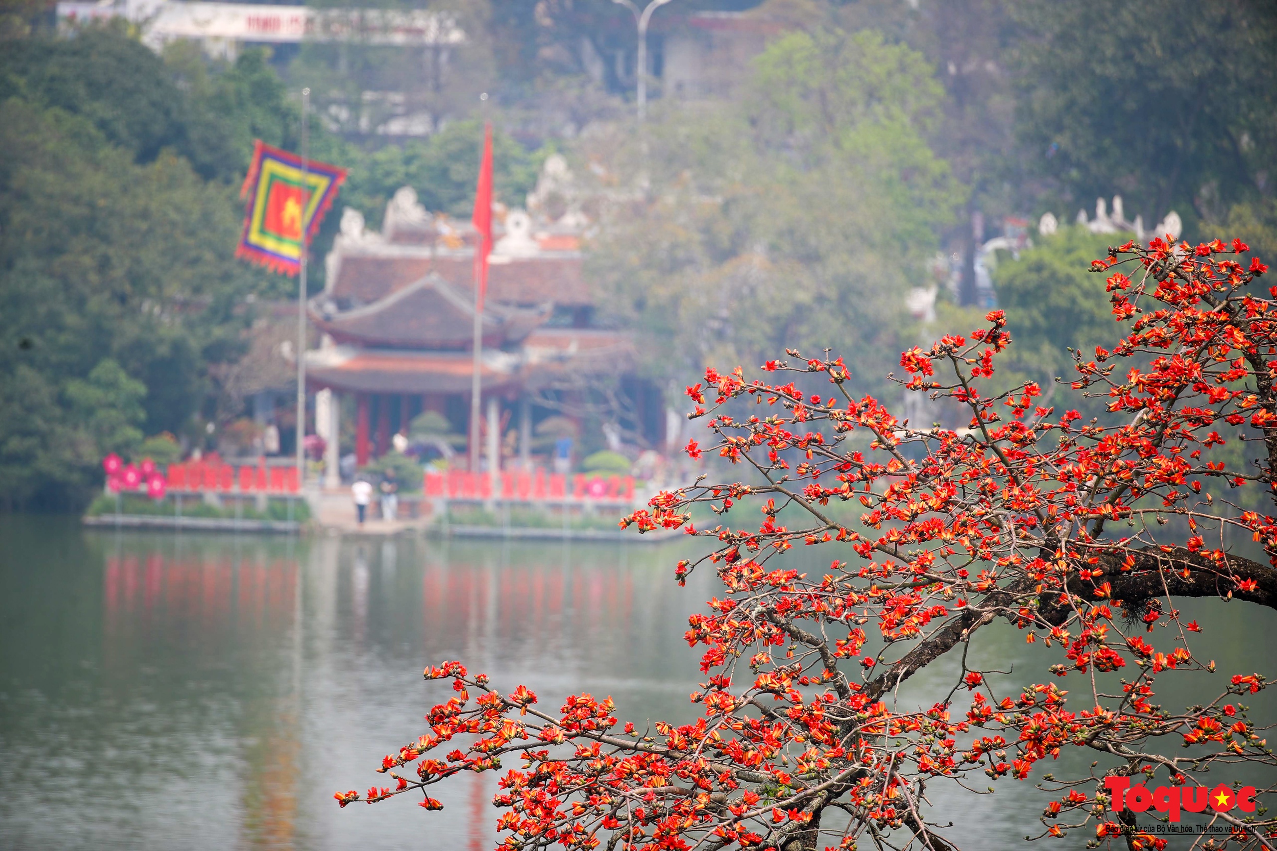 Mùa hoa gạo trong phố - Ảnh 8. Mùa hoa gạo trong phố - Ảnh 8.