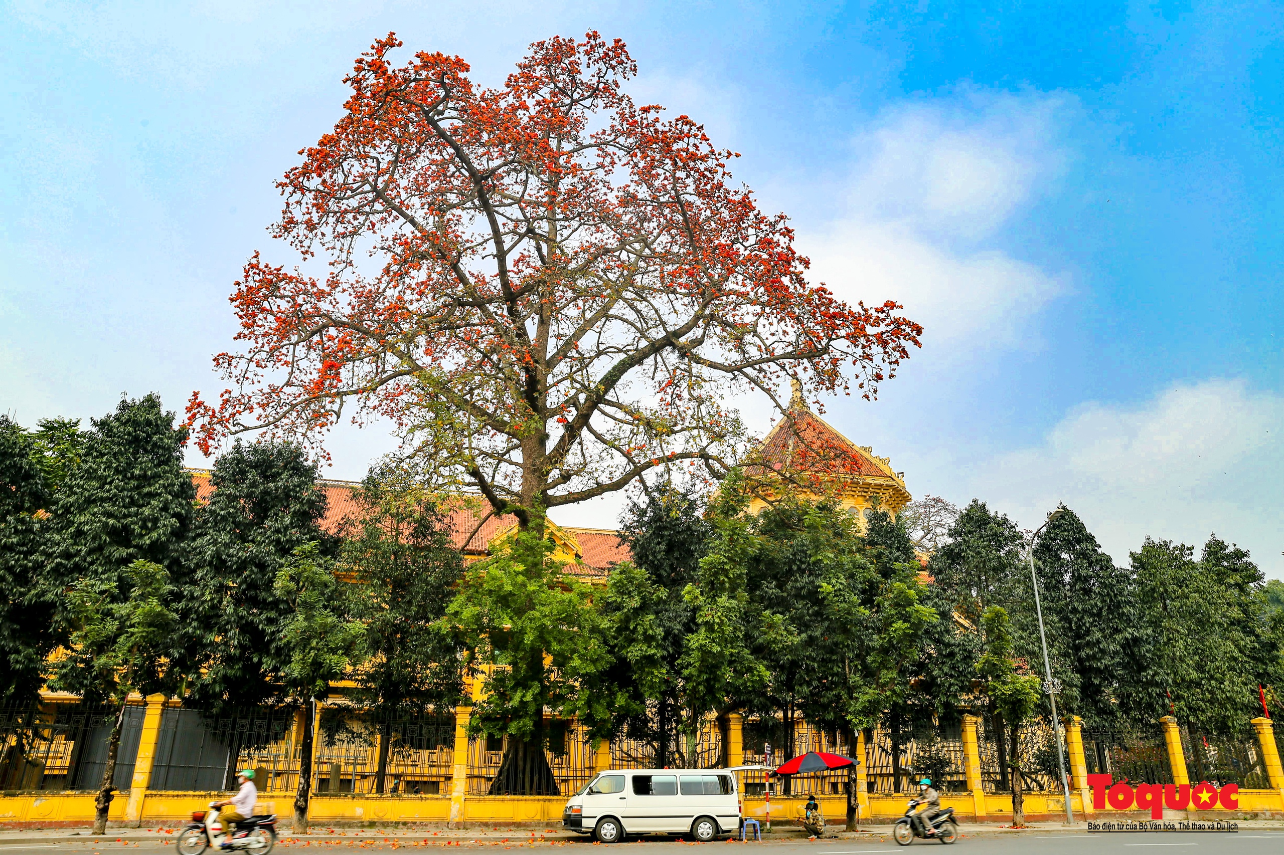 Mùa hoa gạo trong phố - Ảnh 12. Mùa hoa gạo trong phố - Ảnh 12.