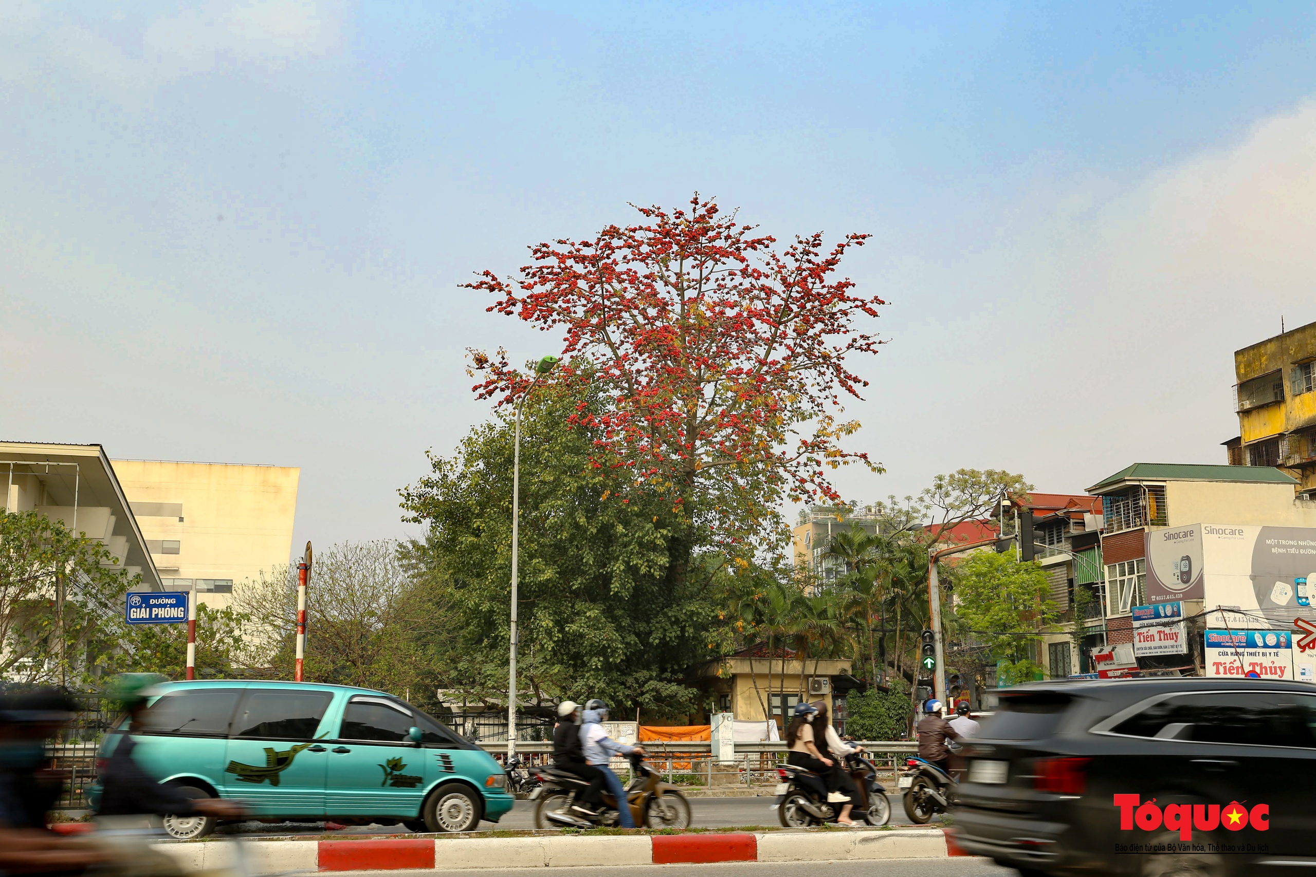 Mùa hoa gạo trong phố - Ảnh 13. Mùa hoa gạo trong phố - Ảnh 13.