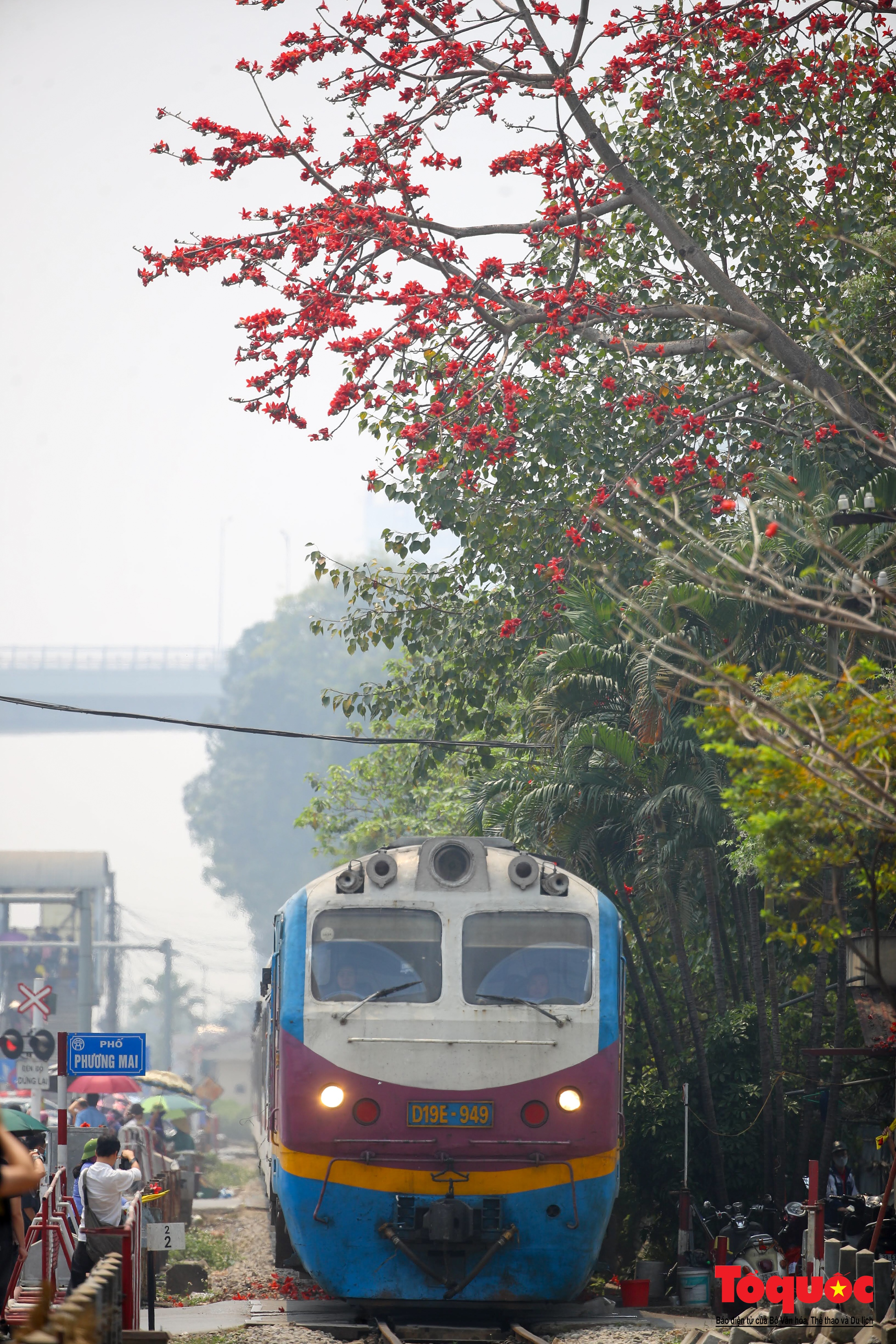 Mùa hoa gạo trong phố - Ảnh 14. Mùa hoa gạo trong phố - Ảnh 14.