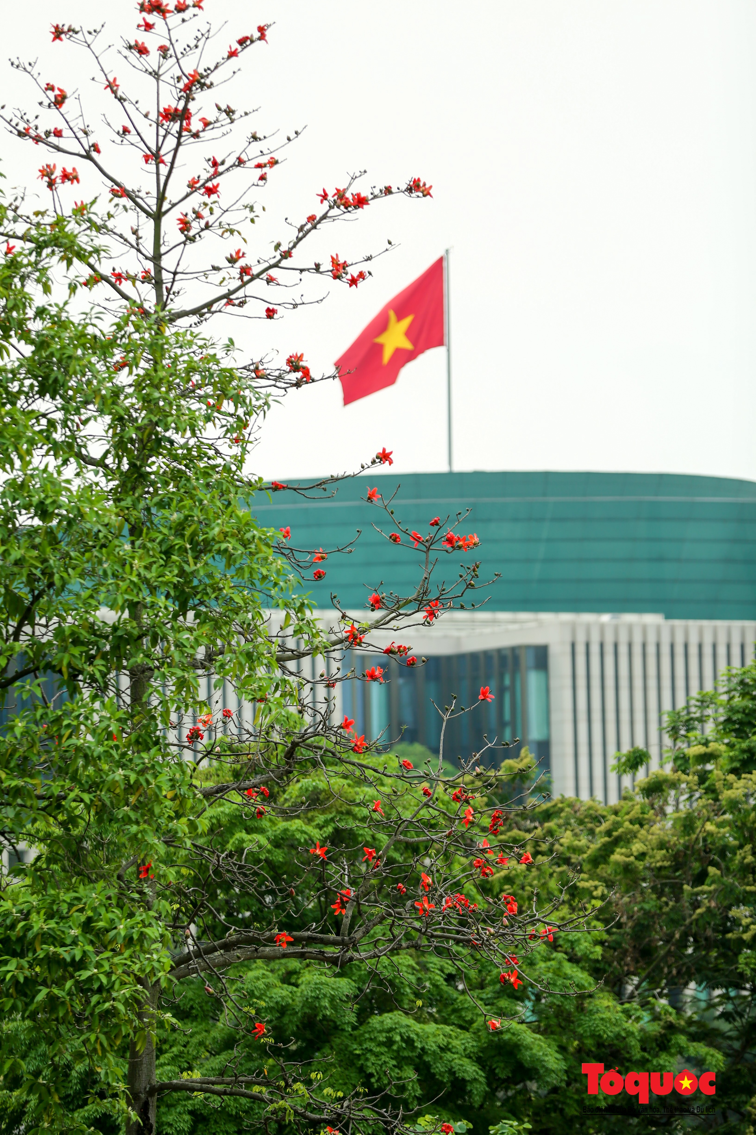 Mùa hoa gạo trong phố - Ảnh 17. Mùa hoa gạo trong phố - Ảnh 17.