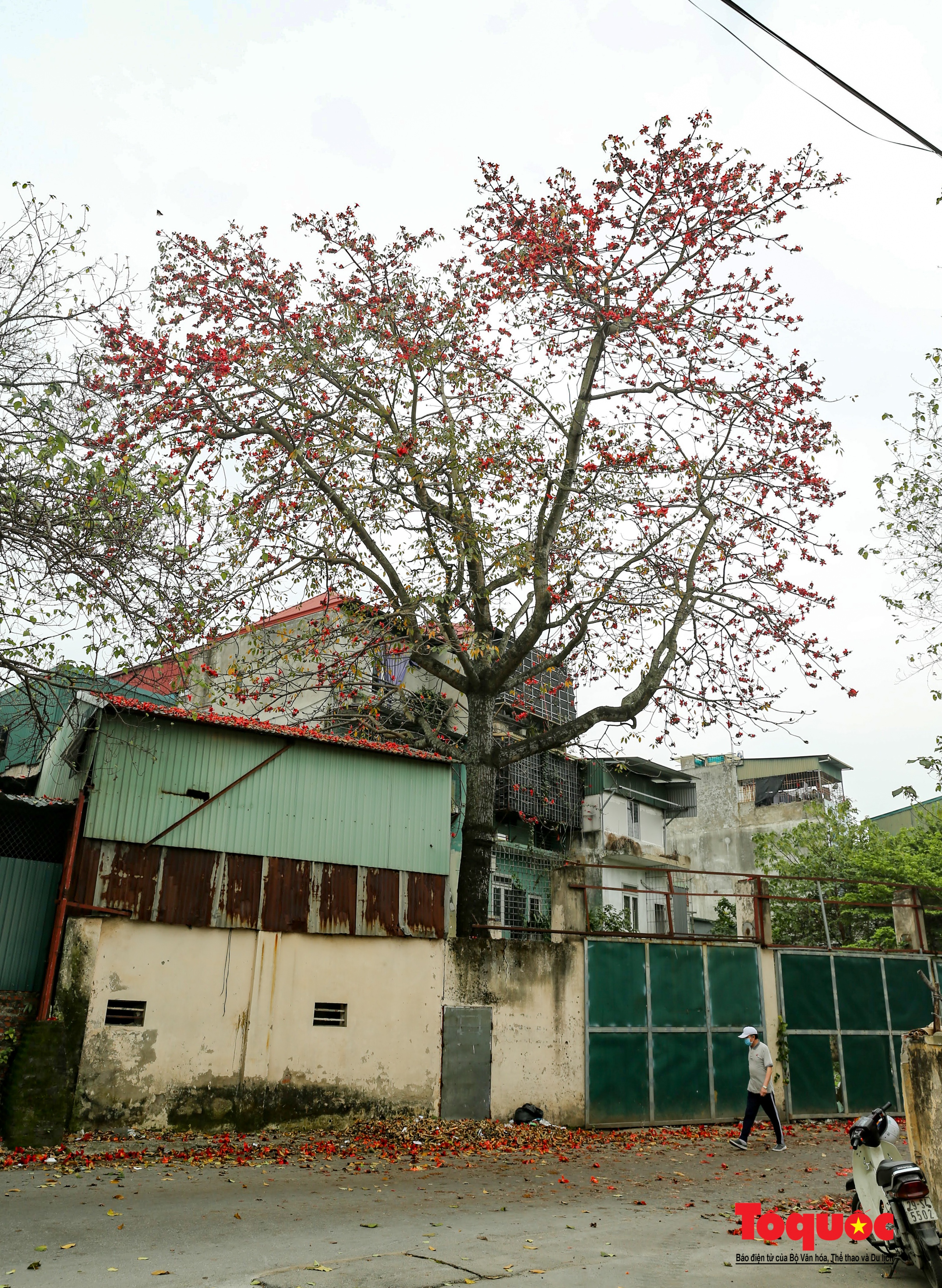 Mùa hoa gạo trong phố - Ảnh 18. Mùa hoa gạo trong phố - Ảnh 18.