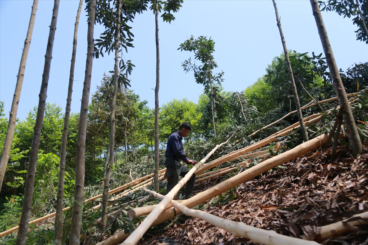 Quế là một trong những cây trồng chủ lực ở Bảo Yên Quế là một trong những cây trồng chủ lực ở Bảo Yên