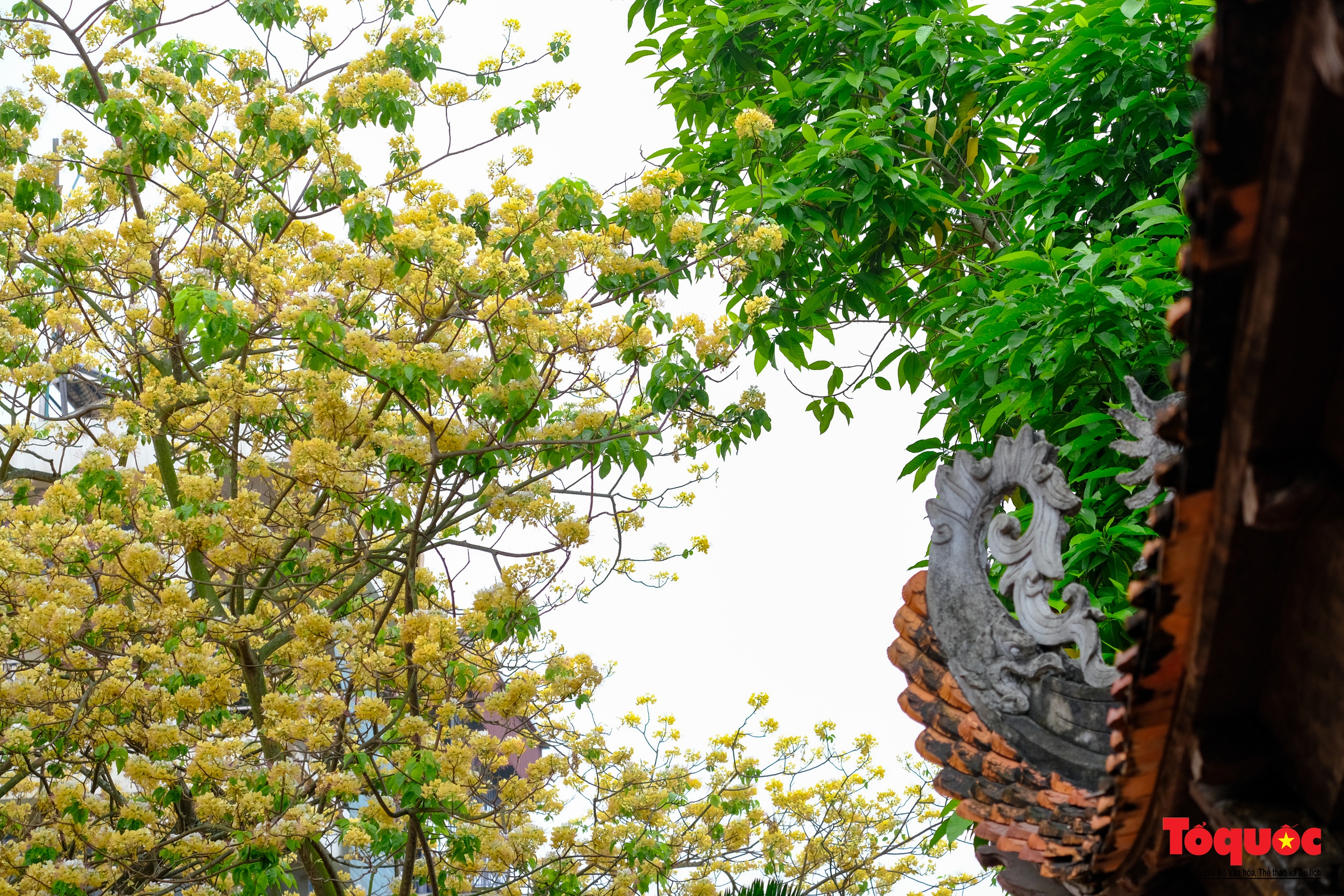 Mùa hoa bún tỏa sắc trong lòng Thủ đô - Ảnh 14. Mùa hoa bún tỏa sắc trong lòng Thủ đô - Ảnh 14.