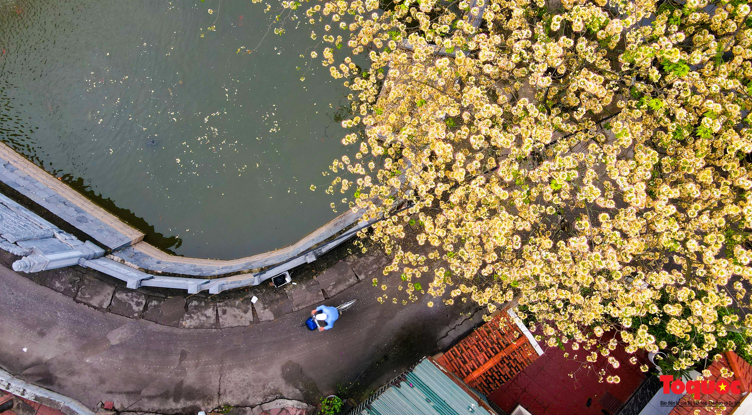 Mùa hoa bún tỏa sắc trong lòng Thủ đô - Ảnh 16. Mùa hoa bún tỏa sắc trong lòng Thủ đô - Ảnh 16.
