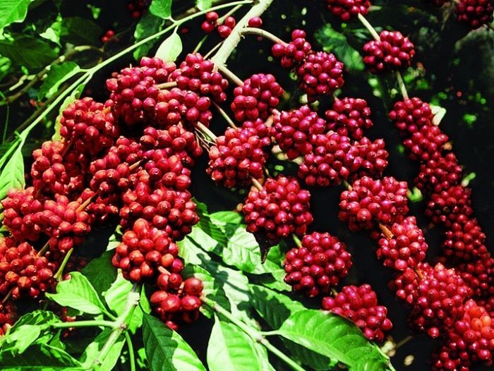Khô hạn đẩy giá cà phê trong nước vượt mốc 105.000 đồng/kg