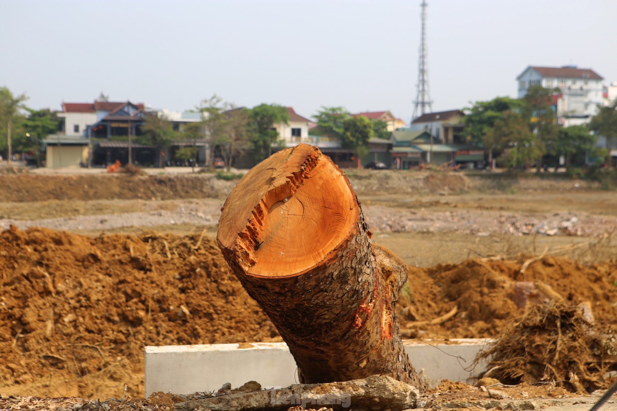 Hàng cây xà cừ 30 năm tuổi bị đốn hạ phục vụ dự án trăm tỷ khiến nhiều người tiếc nuối ảnh 4