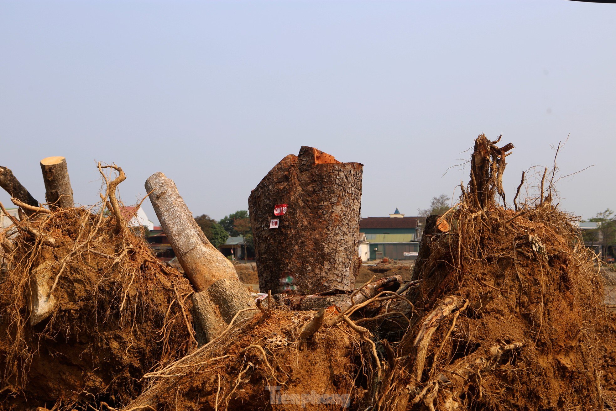 Hàng cây xà cừ 30 năm tuổi bị đốn hạ phục vụ dự án trăm tỷ khiến nhiều người tiếc nuối ảnh 5