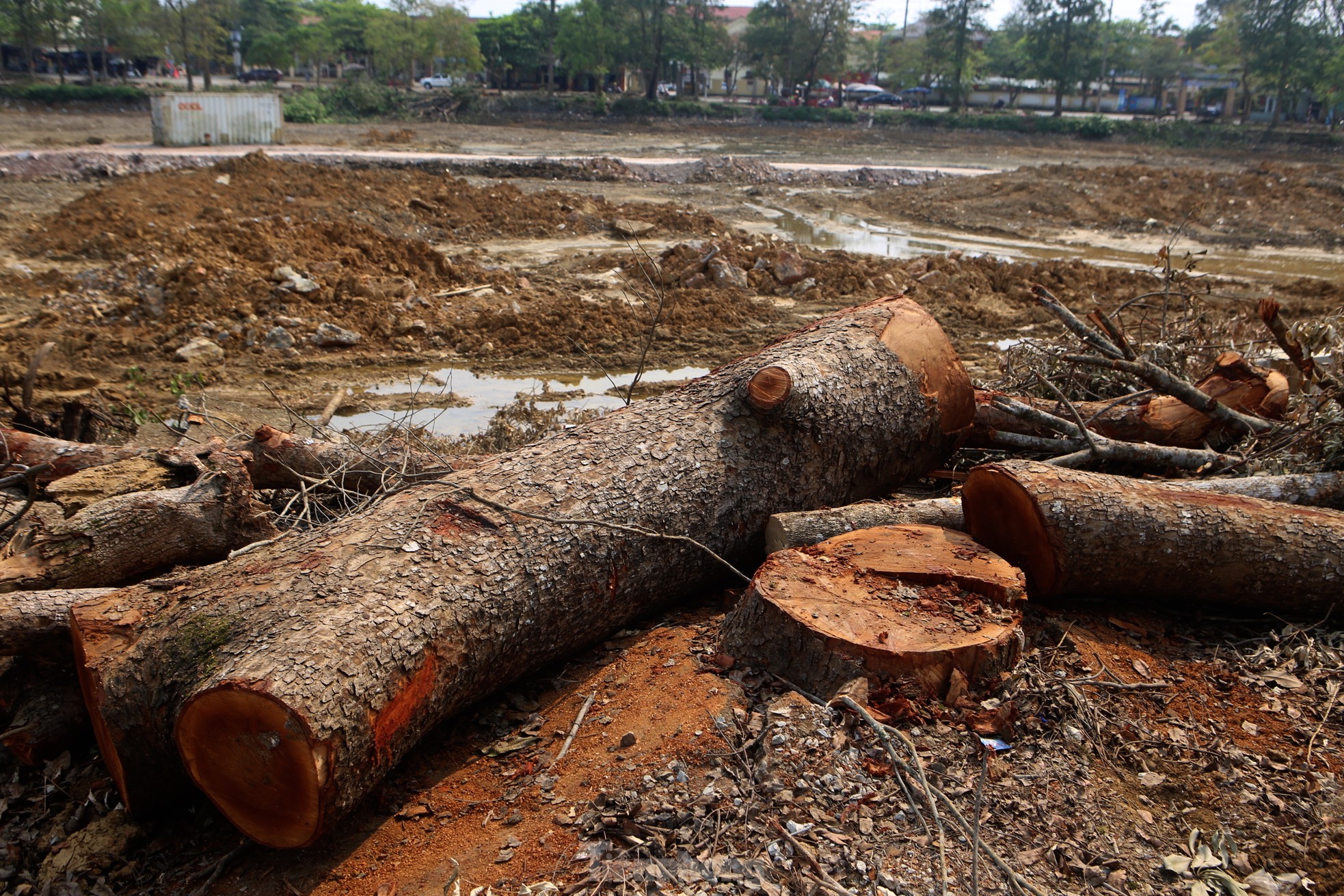 Hàng cây xà cừ 30 năm tuổi bị đốn hạ phục vụ dự án trăm tỷ khiến nhiều người tiếc nuối ảnh 11