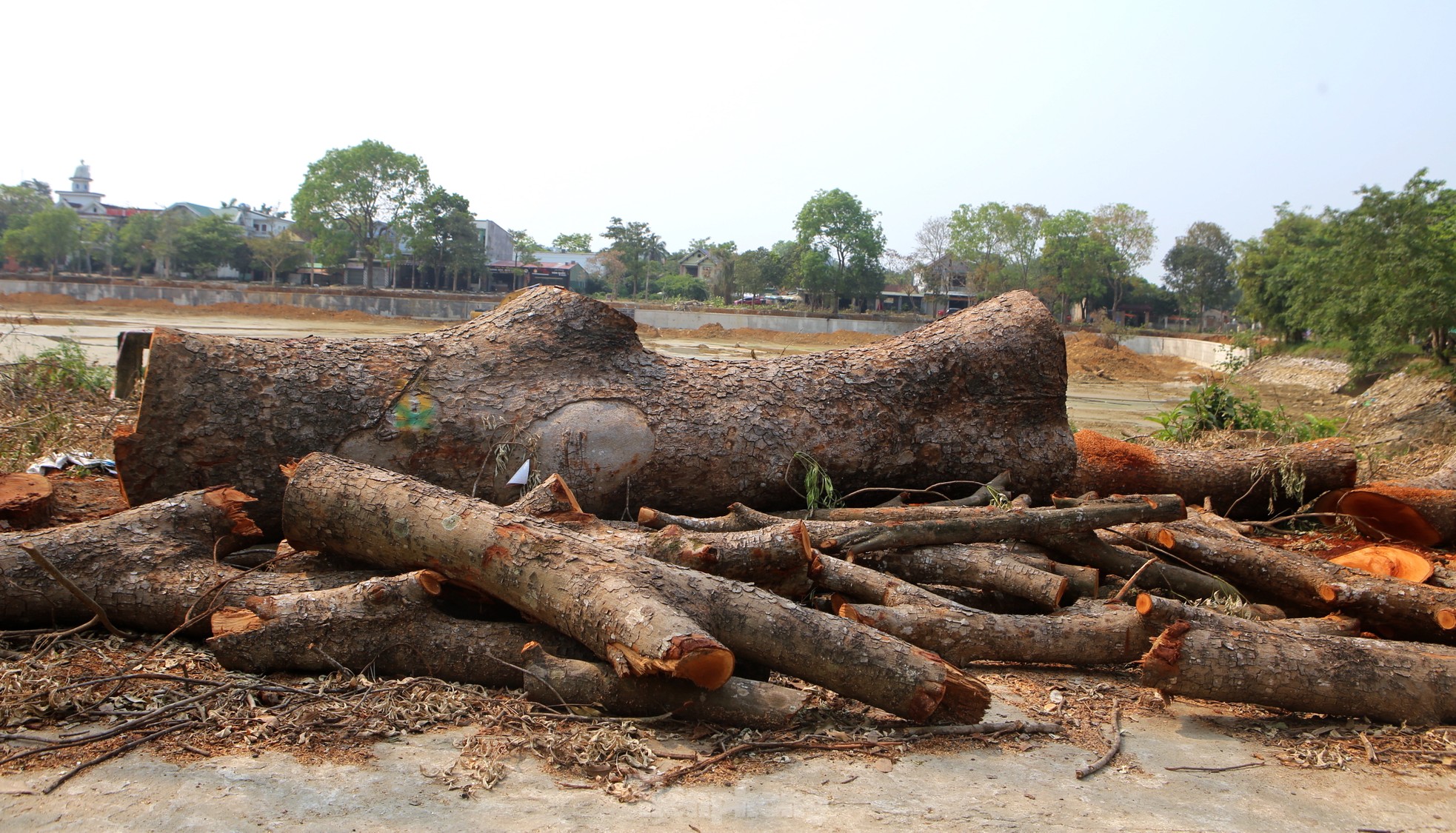 Hàng cây xà cừ 30 năm tuổi bị đốn hạ phục vụ dự án trăm tỷ khiến nhiều người tiếc nuối ảnh 10
