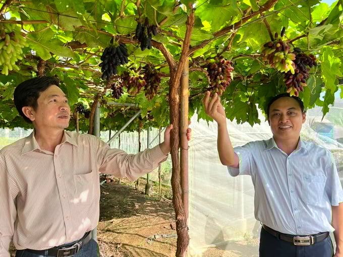 z5315042795520_fd8e5a199daf17c3255793285f1564a7-160307_300.jpg Mô hình trồng nho ứng dụng công nghệ cao tại Viện nghiên cứu Bông và PTNN Nha Hố. Ảnh: M.P.
