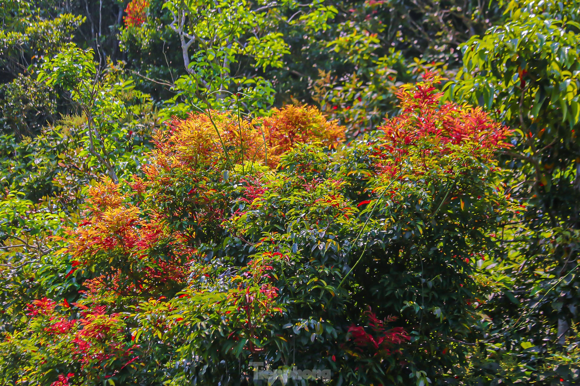 Ngắm bán đảo Sơn Trà đẹp mê mẩn mùa thay lá ảnh 8