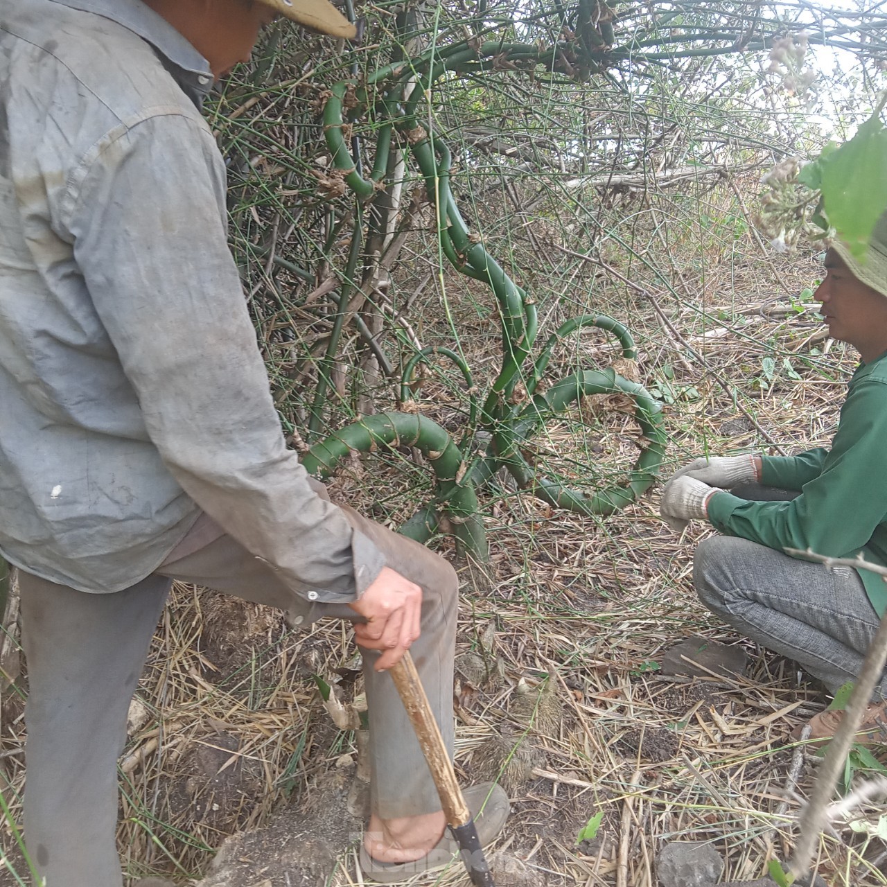 Tận mắt đến xem cây tre dáng độc lạ ở Tây Nguyên ảnh 2