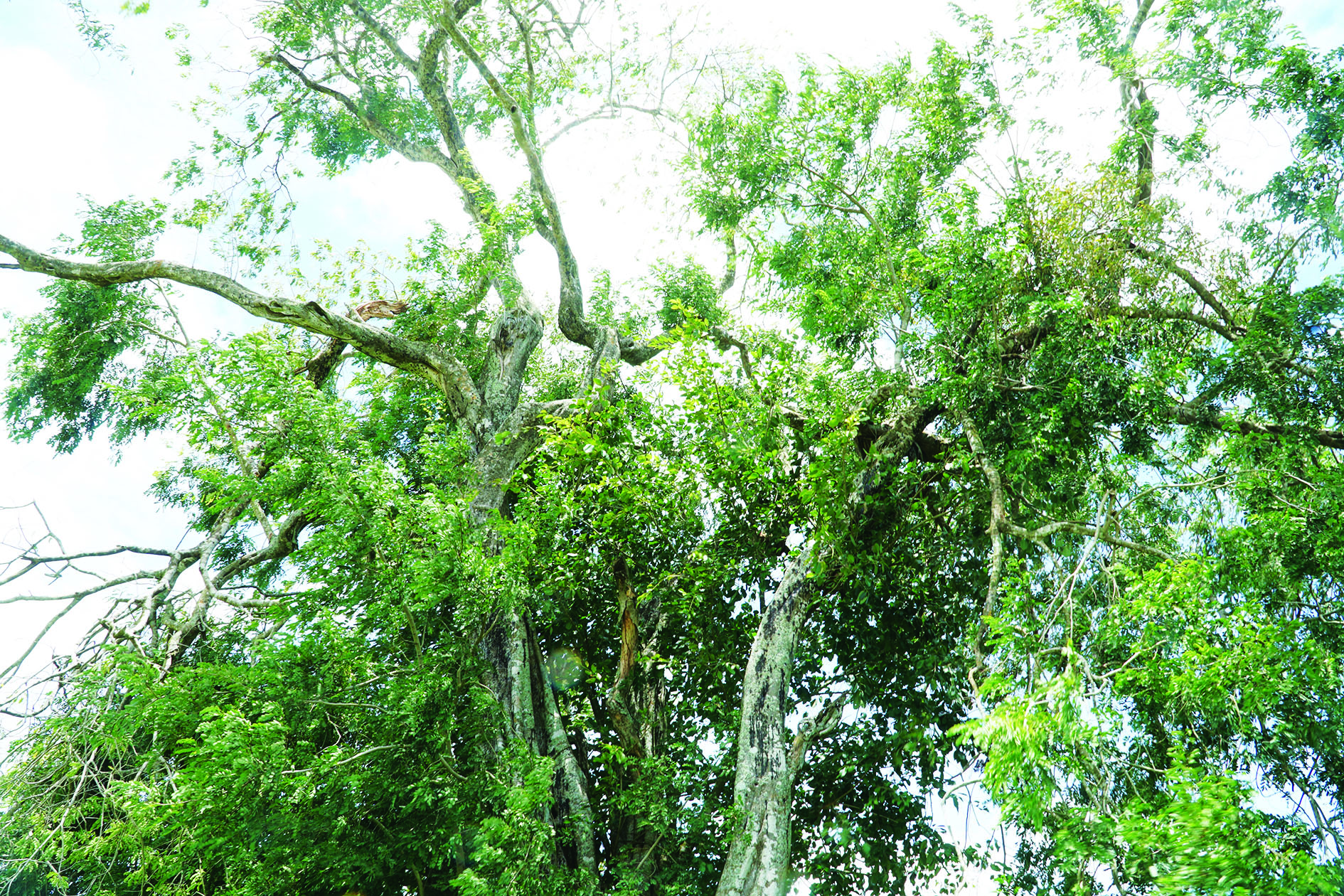 Giữa cánh đồng ở Tây Ninh mọc cây cổ thụ đẹp, y như Giữa cánh đồng ở Tây Ninh mọc cây cổ thụ đẹp, y như