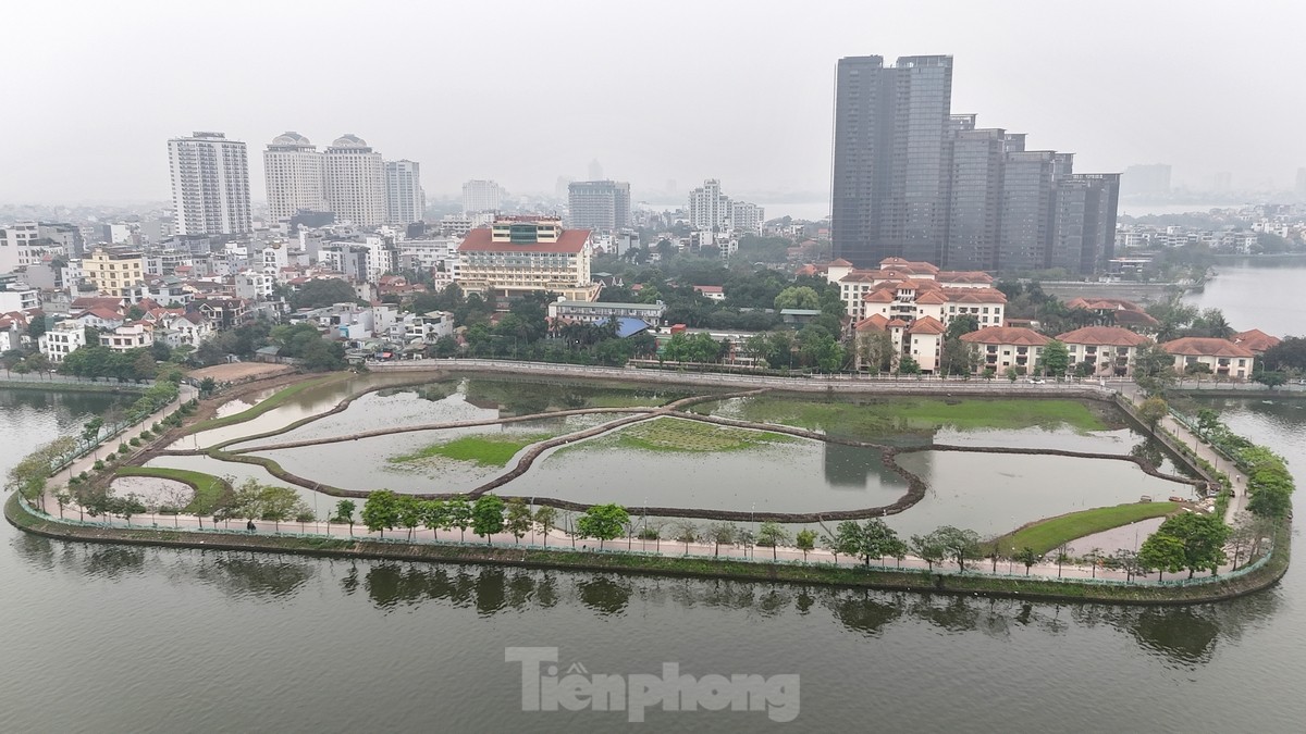 Hàng nghìn mầm sen Bách Diệp được trồng khôi phục tại Hồ Tây như thế nào? ảnh 11