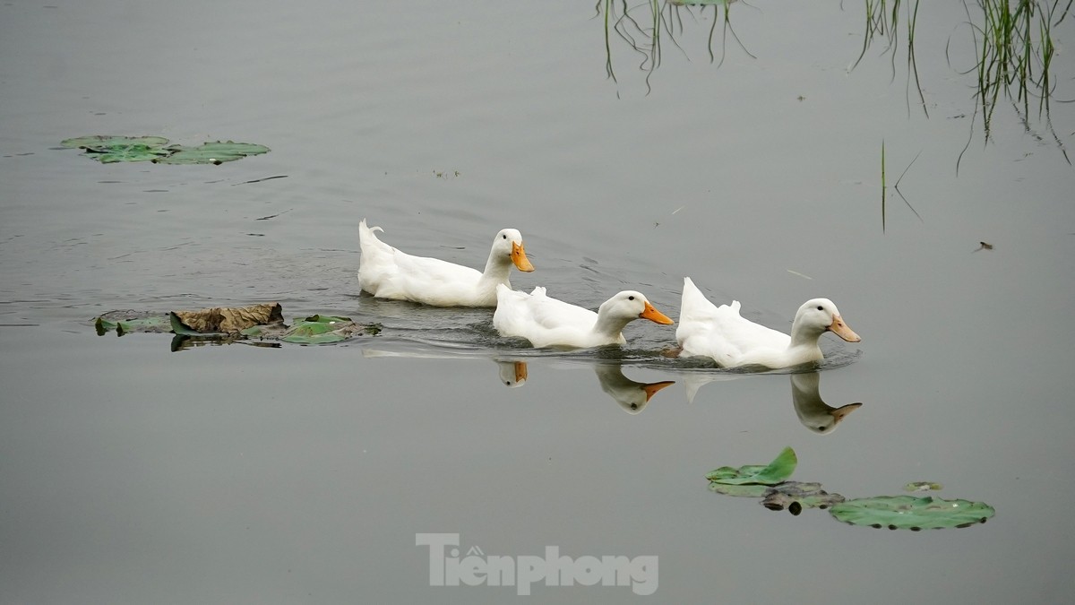 Hàng nghìn mầm sen Bách Diệp được trồng khôi phục tại Hồ Tây như thế nào? ảnh 12